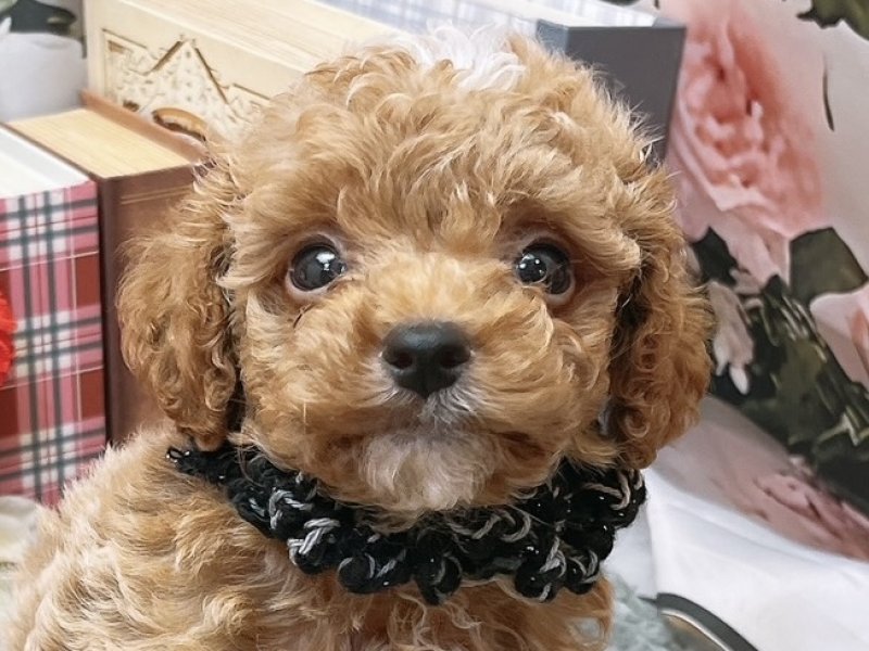 愛知県のハーフ犬・ミックス犬 (ペッツワン豊田四郷店/2026年5月9日生まれ/男の子/レッドホワイト)の子犬の1枚目の画像