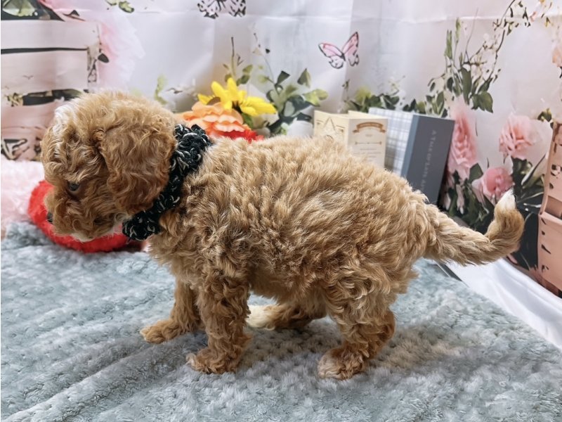 愛知県のハーフ犬・ミックス犬 (ペッツワン豊田四郷店/2026年5月9日生まれ/男の子/レッドホワイト)の子犬の3枚目の画像