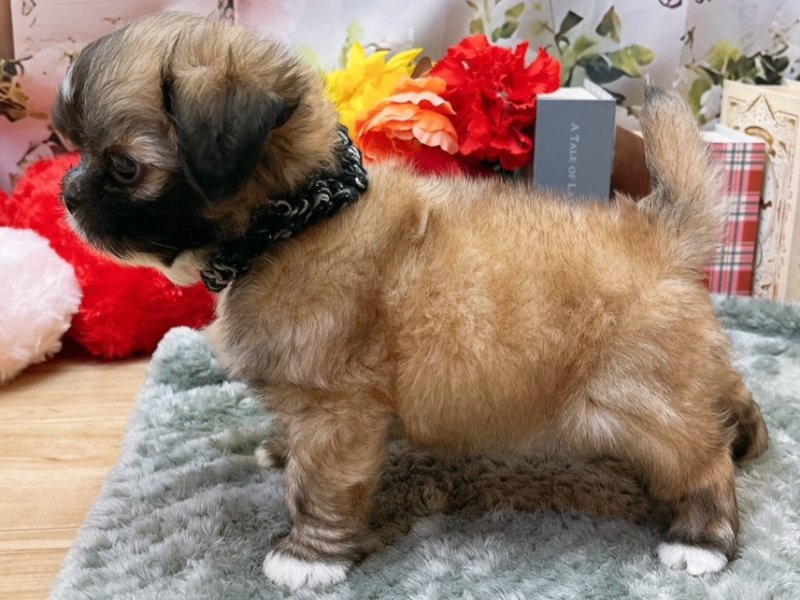 愛知県のハーフ犬・ミックス犬 (ペッツワン豊田四郷店/2026年4月26日生まれ/男の子/フォーンホワイト)の子犬の3枚目の画像