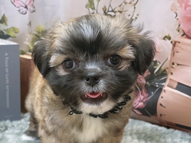 愛知県のハーフ犬・ミックス犬 (ペッツワン豊田四郷店/2026年4月26日生まれ/男の子/フォーンホワイト)の子犬の1枚目の画像