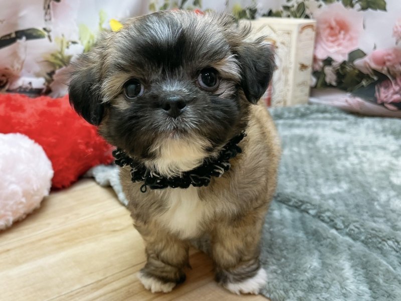 愛知県のハーフ犬・ミックス犬 (ペッツワン豊田四郷店/2026年4月26日生まれ/男の子/フォーンホワイト)の子犬の2枚目の画像