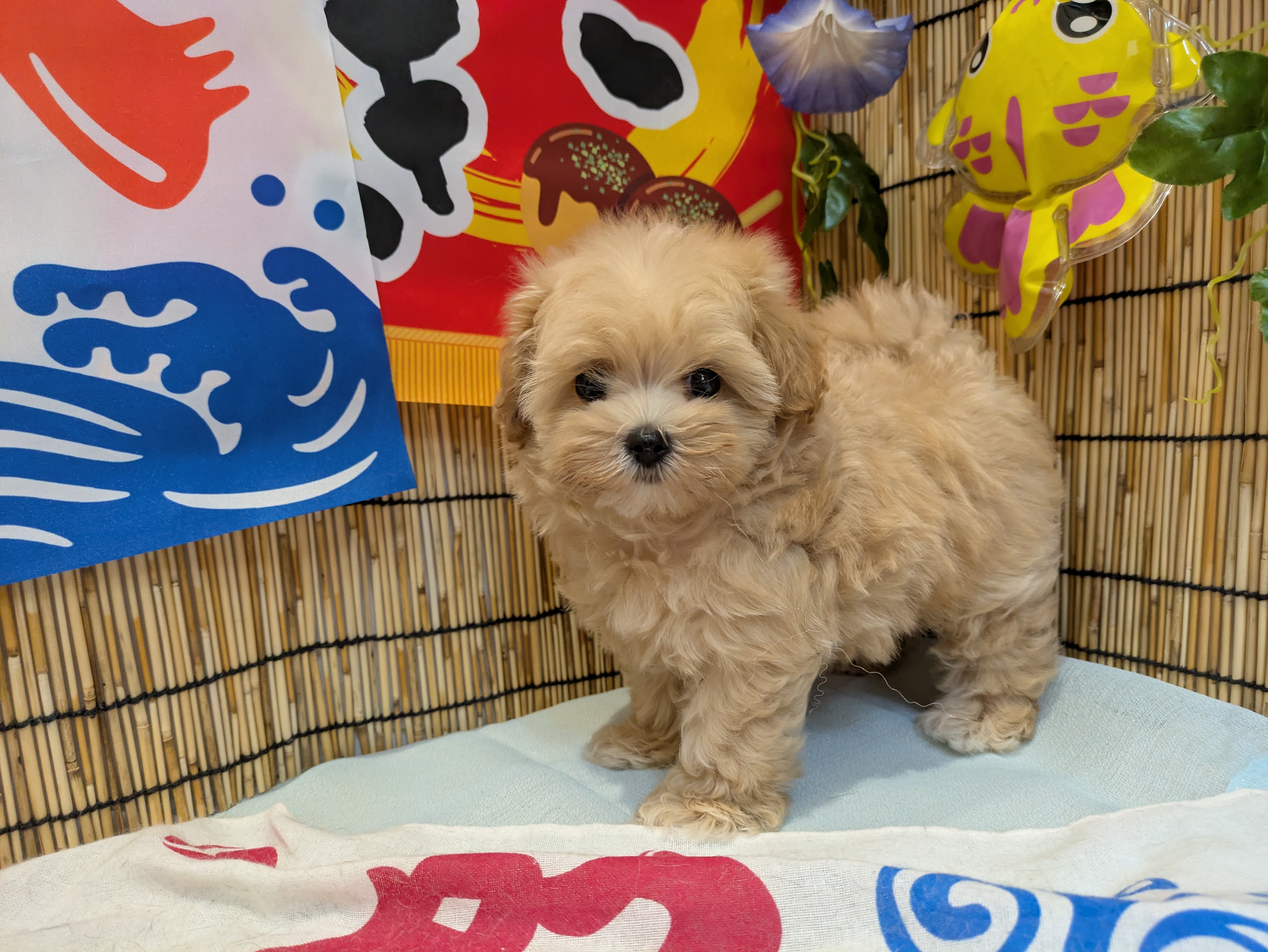 岐阜県のハーフ犬・ミックス犬 (ペッツワン関店/2026年6月28日生まれ/女の子/クリーム)の子犬