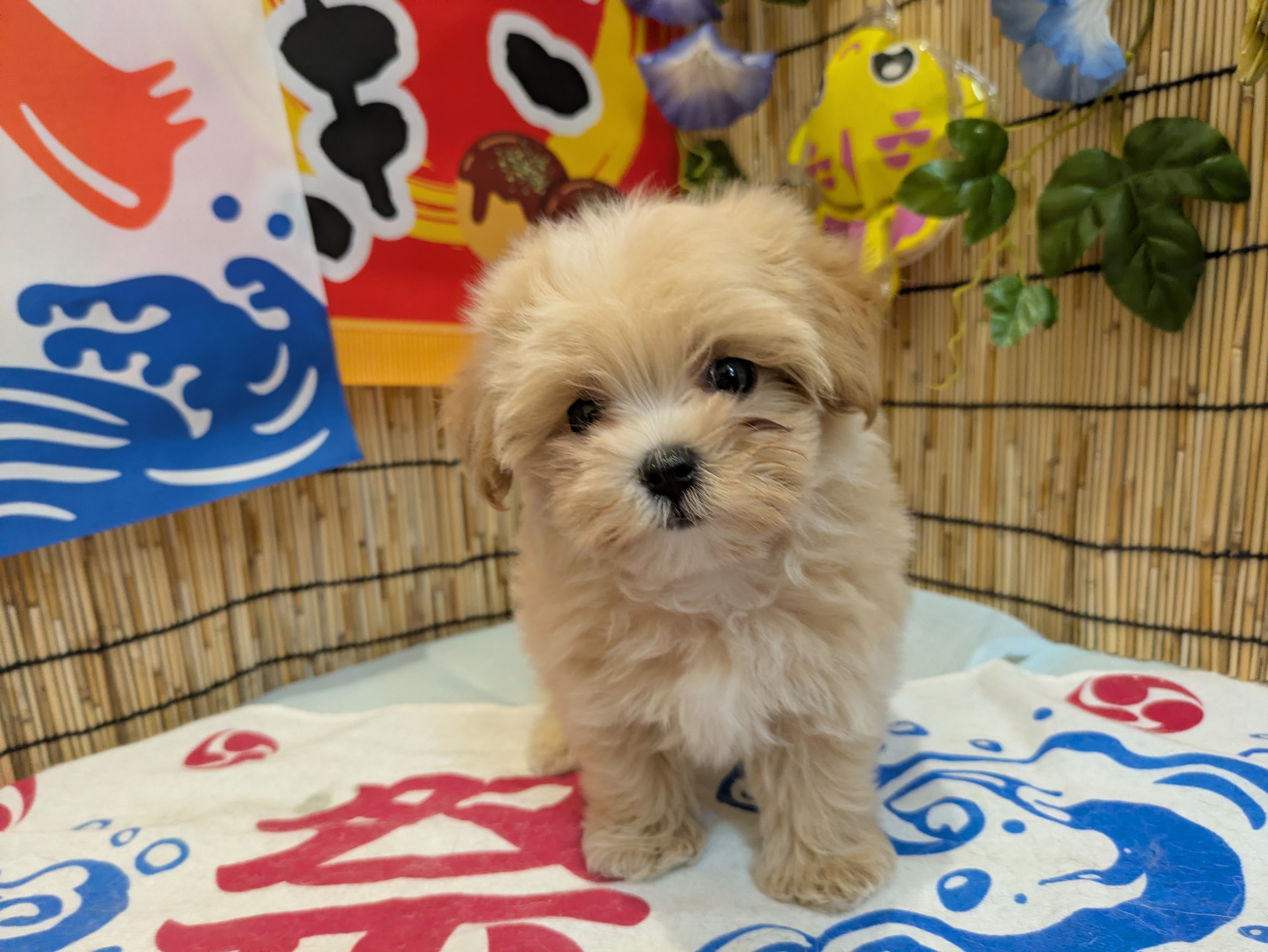 岐阜県のハーフ犬・ミックス犬 (ペッツワン関店/2026年6月28日生まれ/女の子/クリーム)の子犬