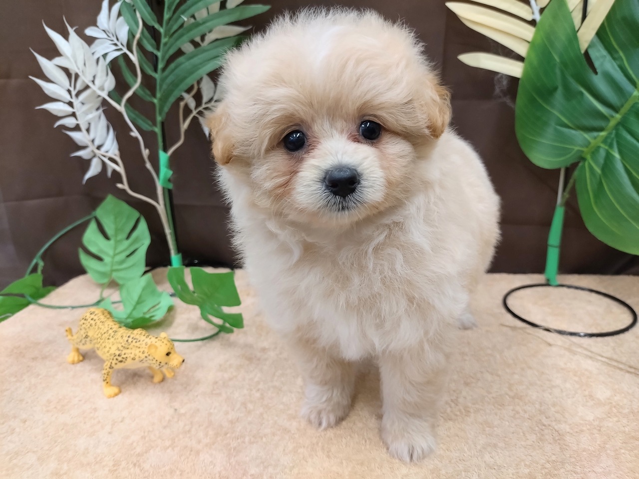 ミックス犬 - 青柳店 | ペッツワン