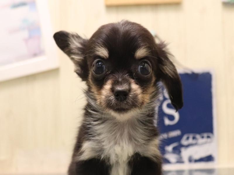ミックス犬 - 甲賀店 | ペッツワン