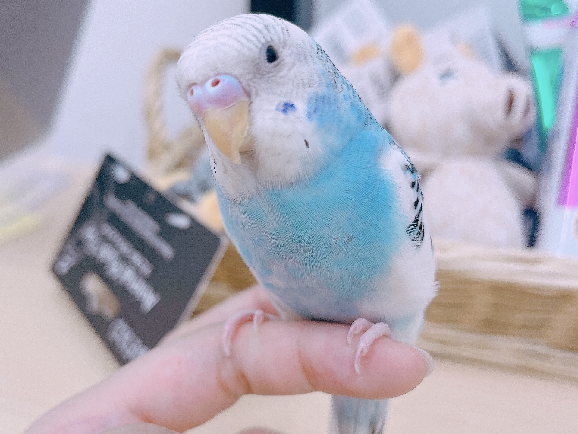 バイイー☆セキセイインコ10点セット バイイー様専用☆セキセイインコ10点セット