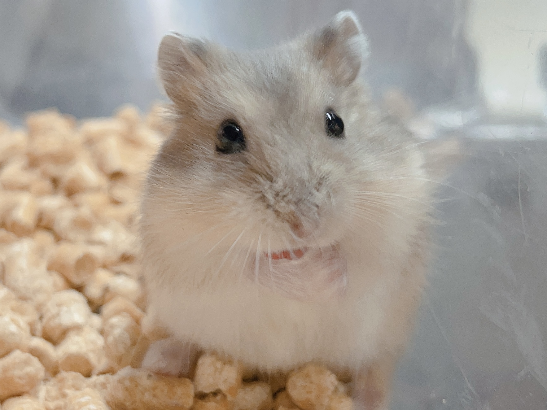 ジャンガリアンハムスター - 郡山富田店 | ペッツワン
