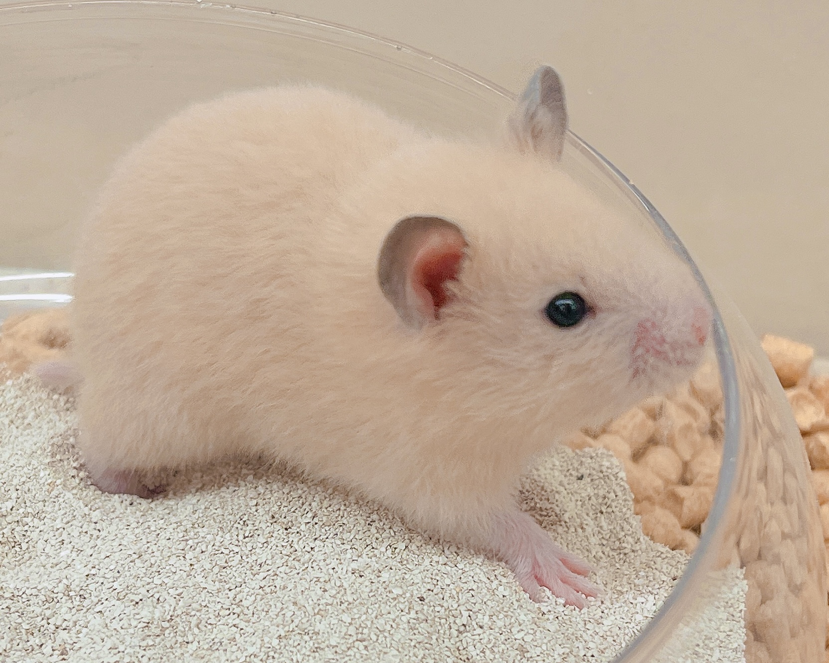 キンクマハムスター - 郡山富田店 | ペッツワン