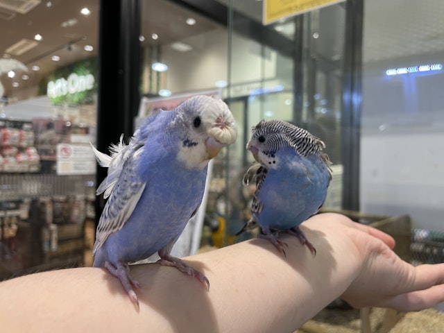 羽衣セキセイインコ - 新座店 | ペッツワン