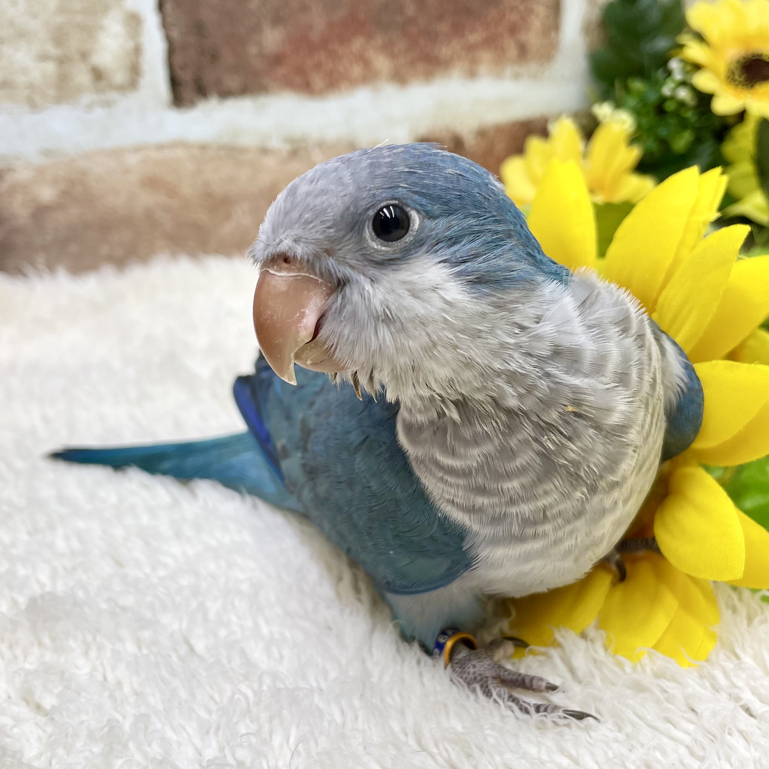 オキナインコ - 高槻店 | ペッツワン