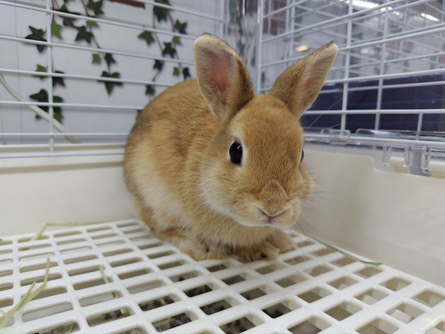 カインズホーム オファー 浦和美園 ペット トリミング