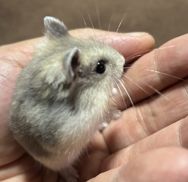 ショップ カインズ 久里浜 ペット