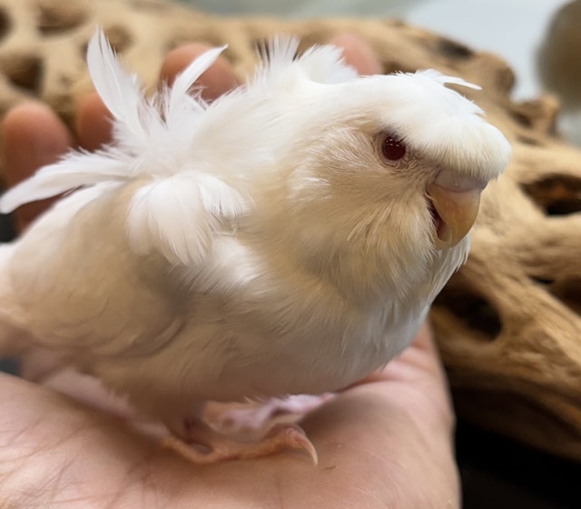 羽衣セキセイインコ - 横須賀久里浜店 | ペッツワン