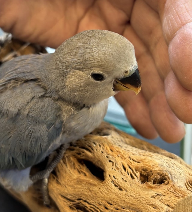 久里浜 ペット セール 小動物