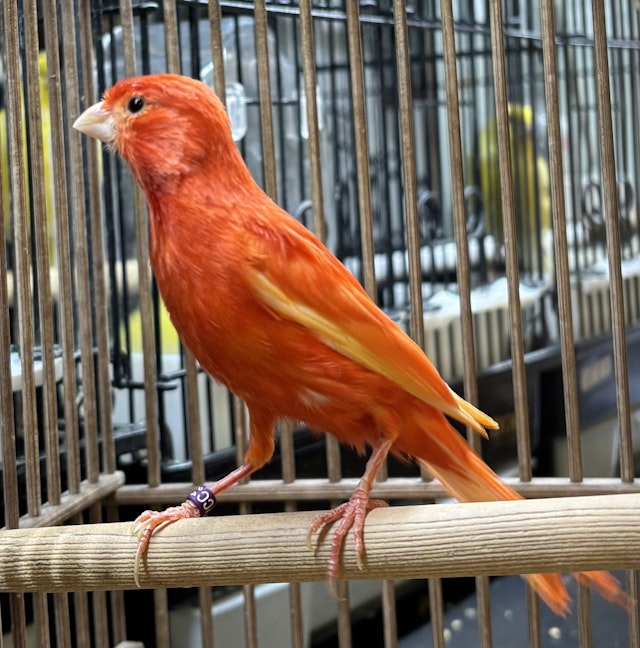 カインズ 久里浜 人気 ペット