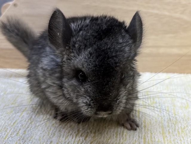 久里浜 ペット 小動物