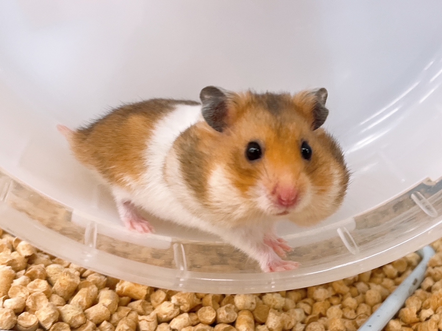 ゴールデンハムスター ゴールデンハムスター - 郡山富田店 | ペッツワン