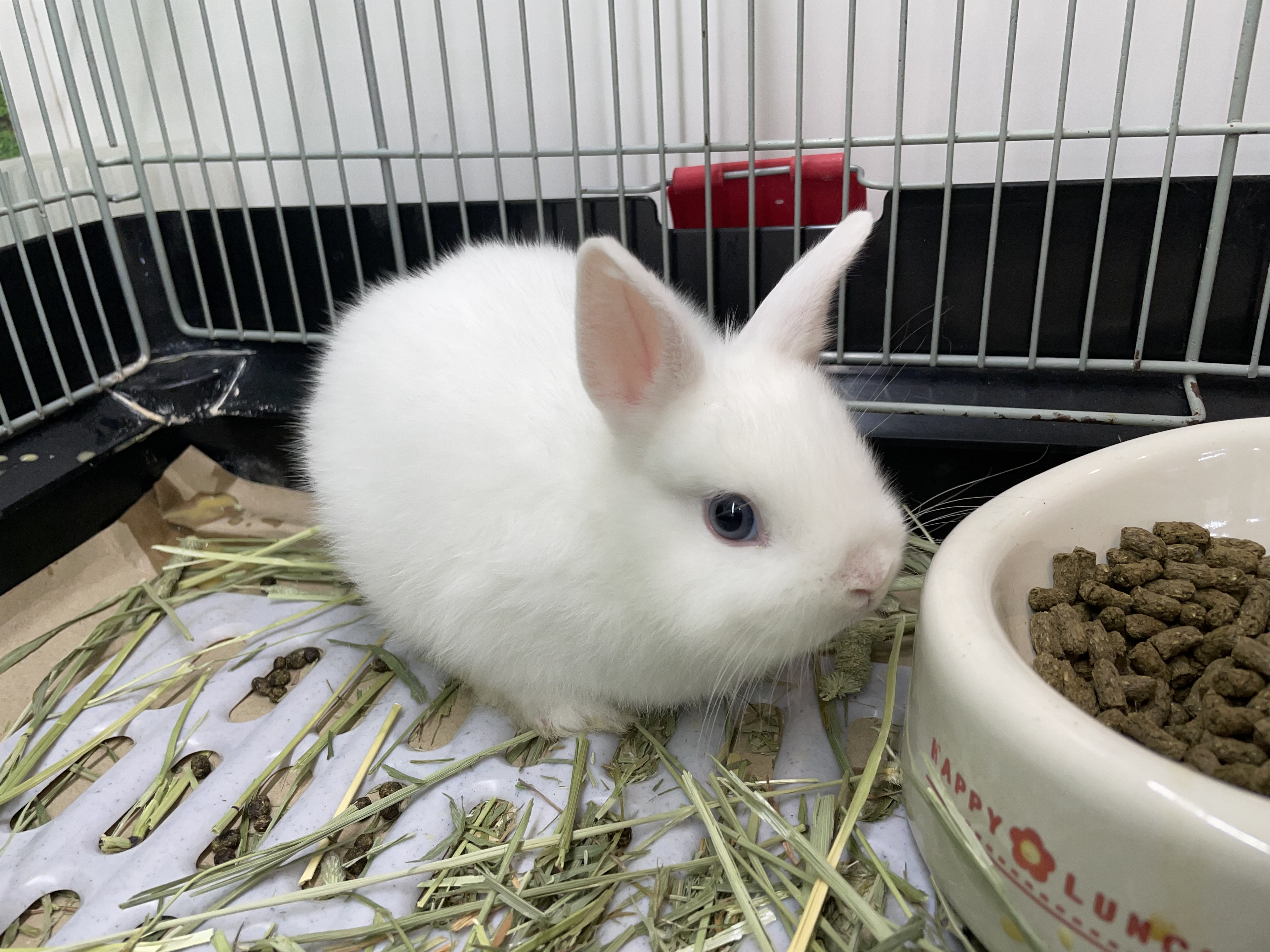 ネザーランドドワーフラビット - 茂原店 | ペッツワン