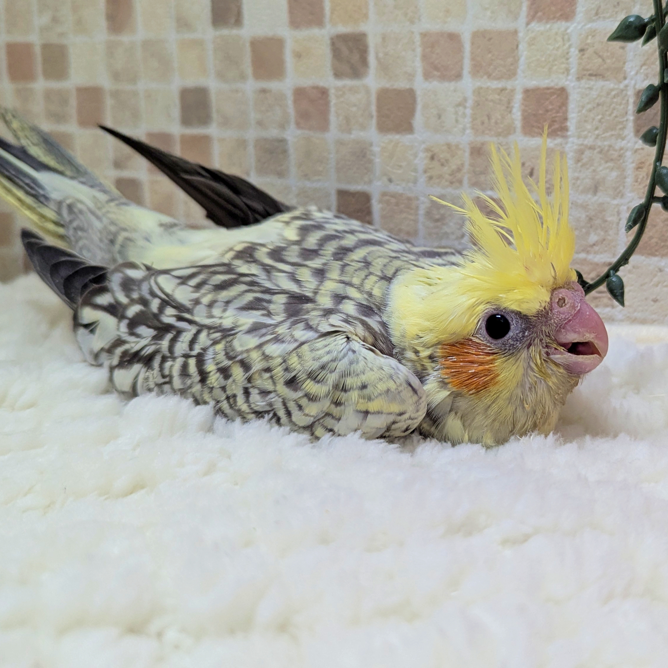 オカメインコ 人の飲み水奪っておいて足まで突っ込むやつ🐥 #オカメインコ