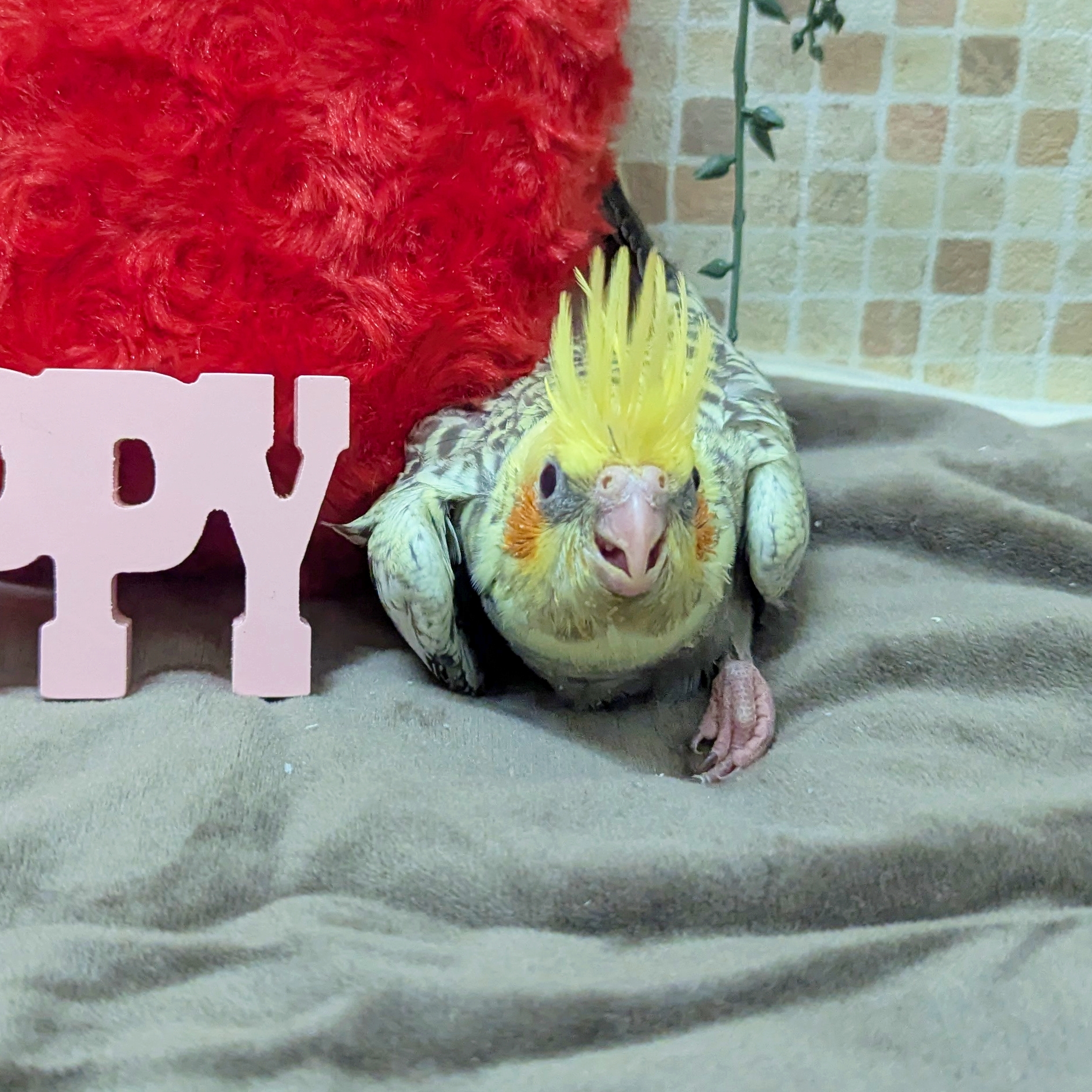オカメインコ 人の飲み水奪っておいて足まで突っ込むやつ🐥 #オカメインコ