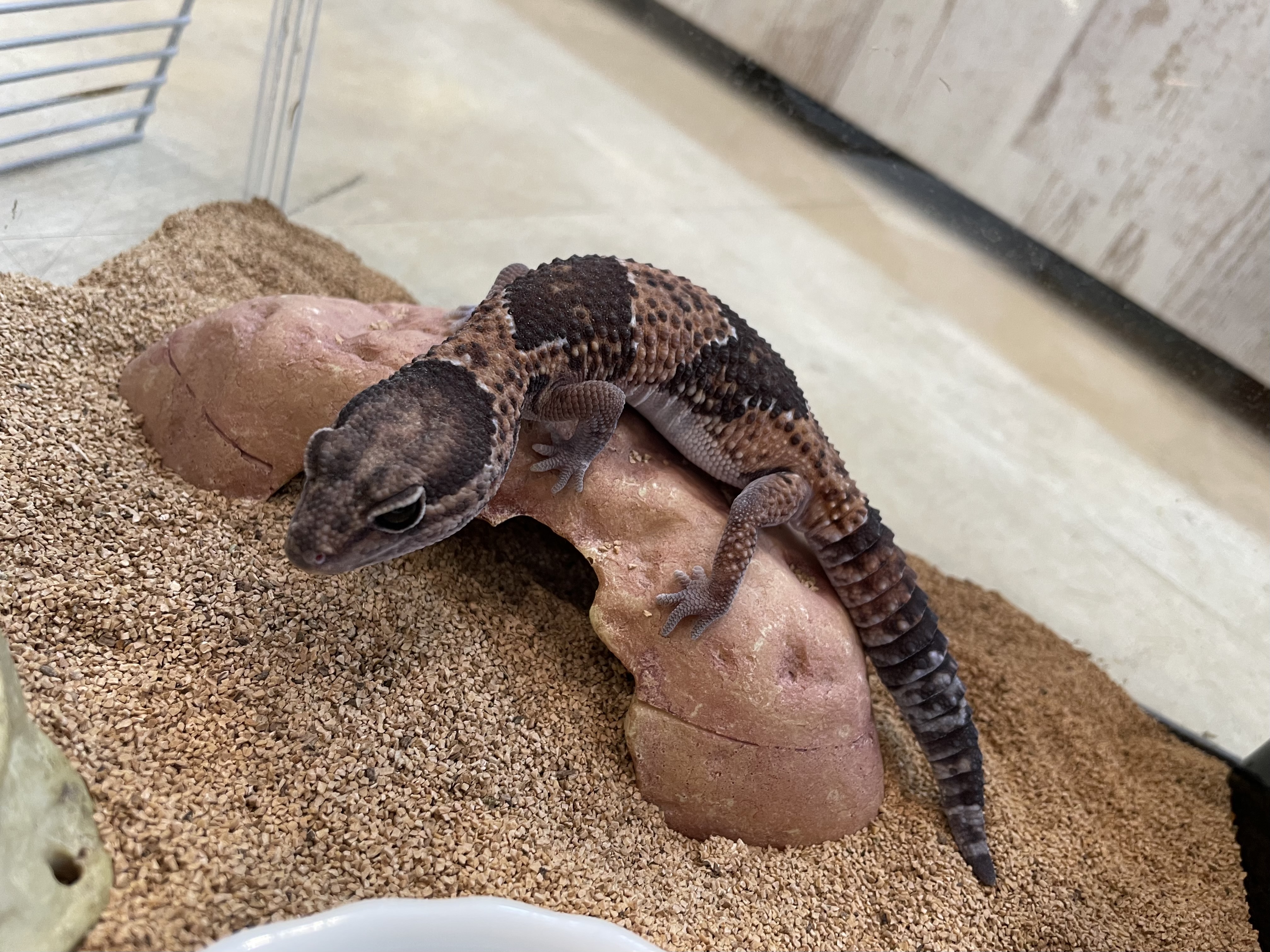 その他 - 茂原店 | ペッツワン