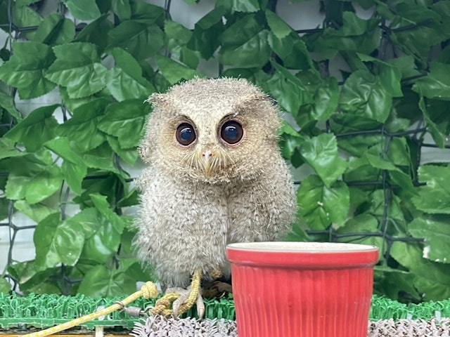 鳥・小動物・観賞魚 - 新座店 | ペッツワン