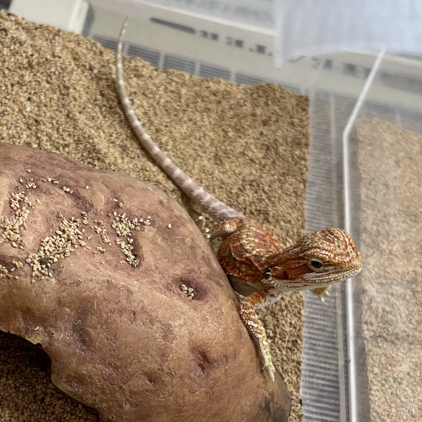 フトアゴヒゲトカゲ - 茂原店 | ペッツワン