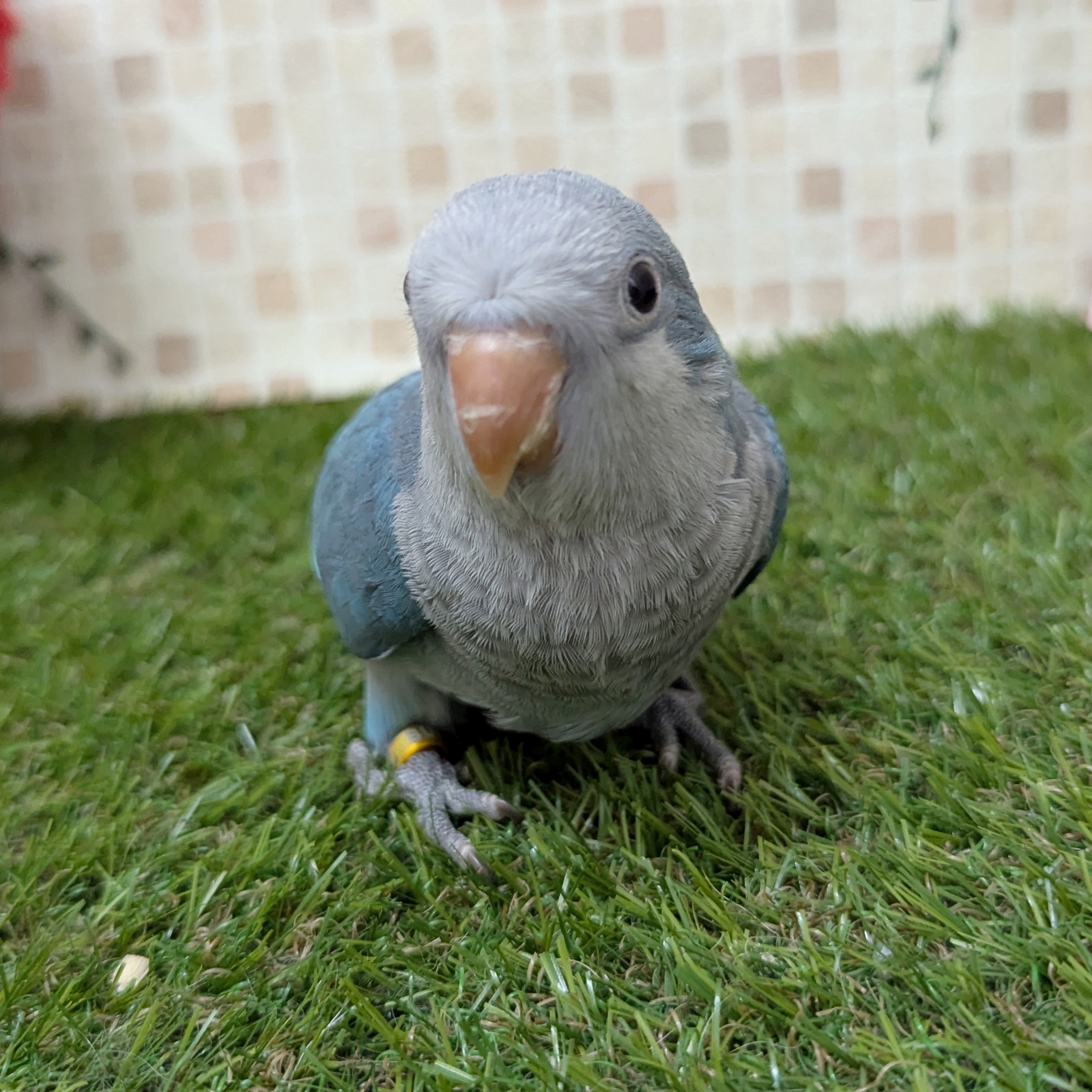 オキナインコ - 亀岡店 | ペッツワン