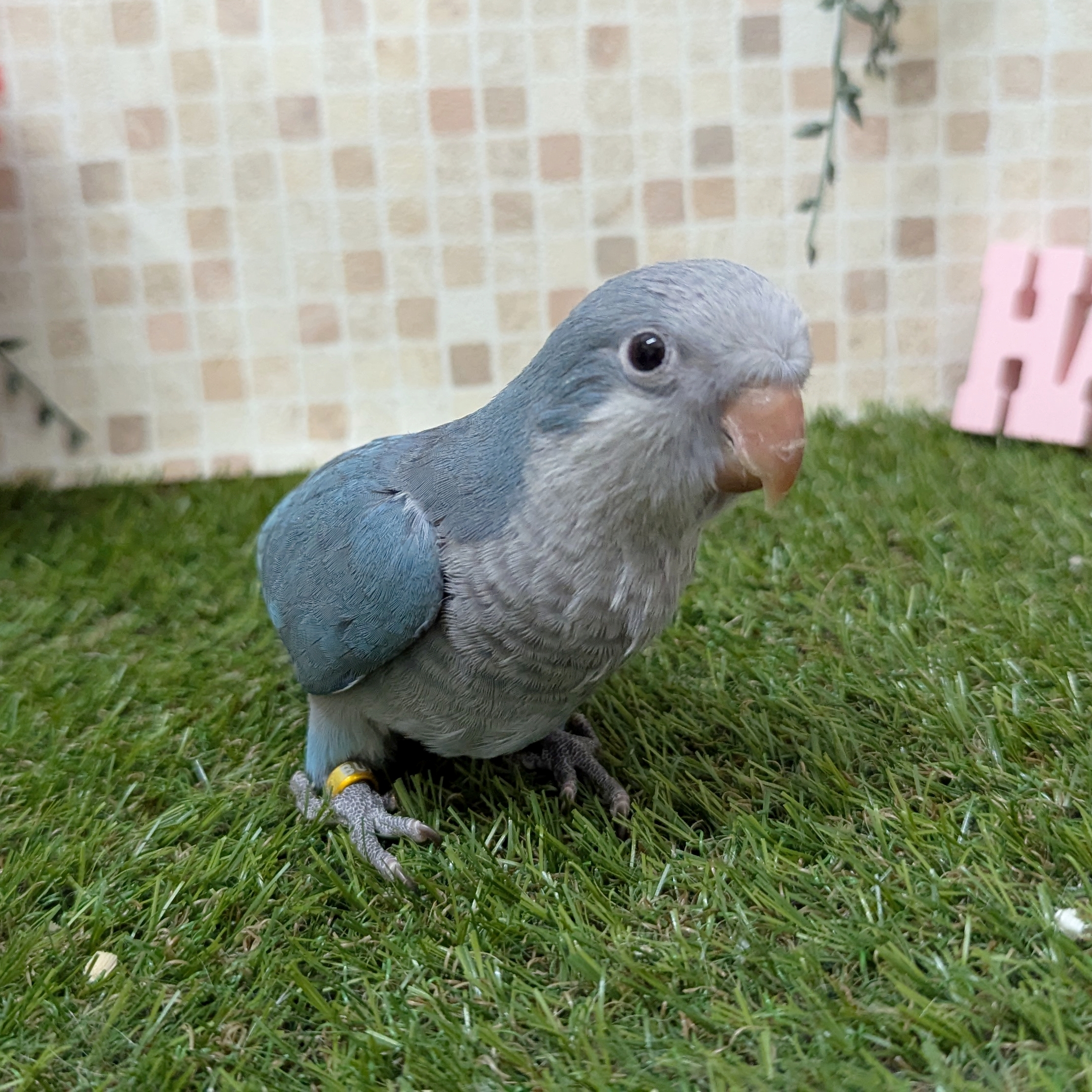 ★　オコちゃん　★ 適度な距離感のこっちゃん🐥と我が道をゆくさんちゃん🕊️ こっ