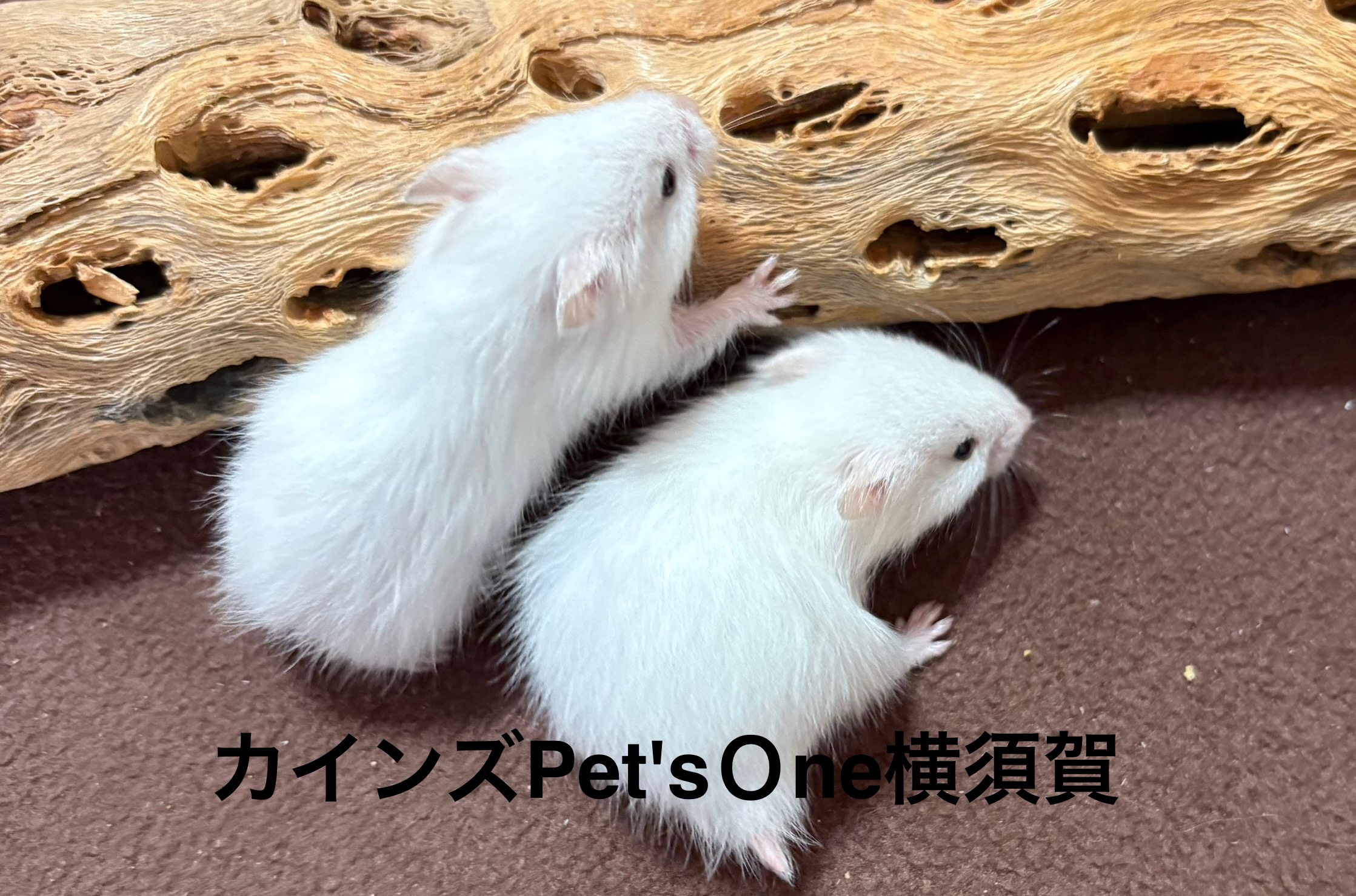 ゴールデンハムスター 600ハムスターHIGH ゴールデンハムスター飼育セットII【A：給水