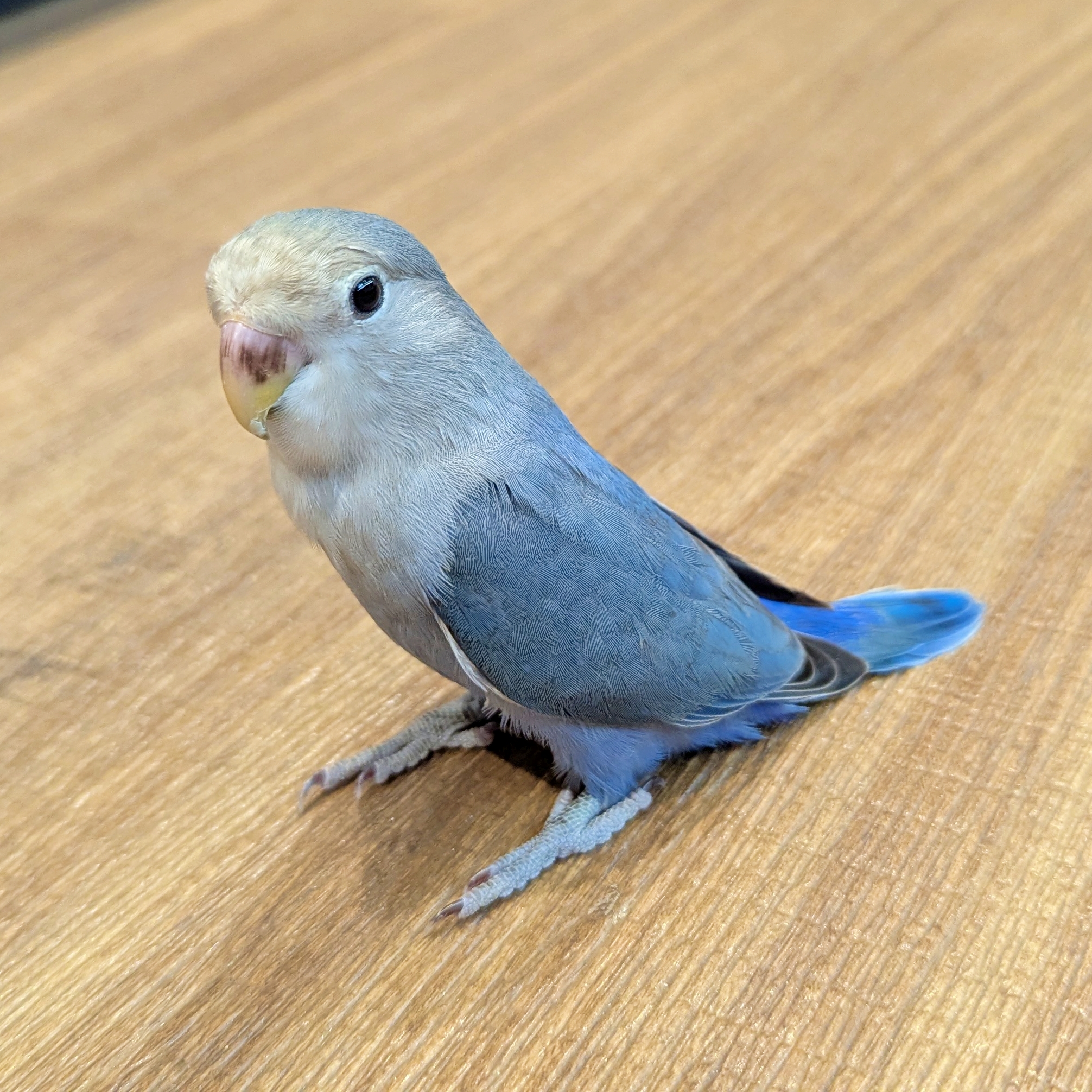 【季節外れの海岸物語さま専用 】PEZ（ペッツ） PEZ MMM 笛付 アヒル 薄足 3.9 – ROBOTROBOT