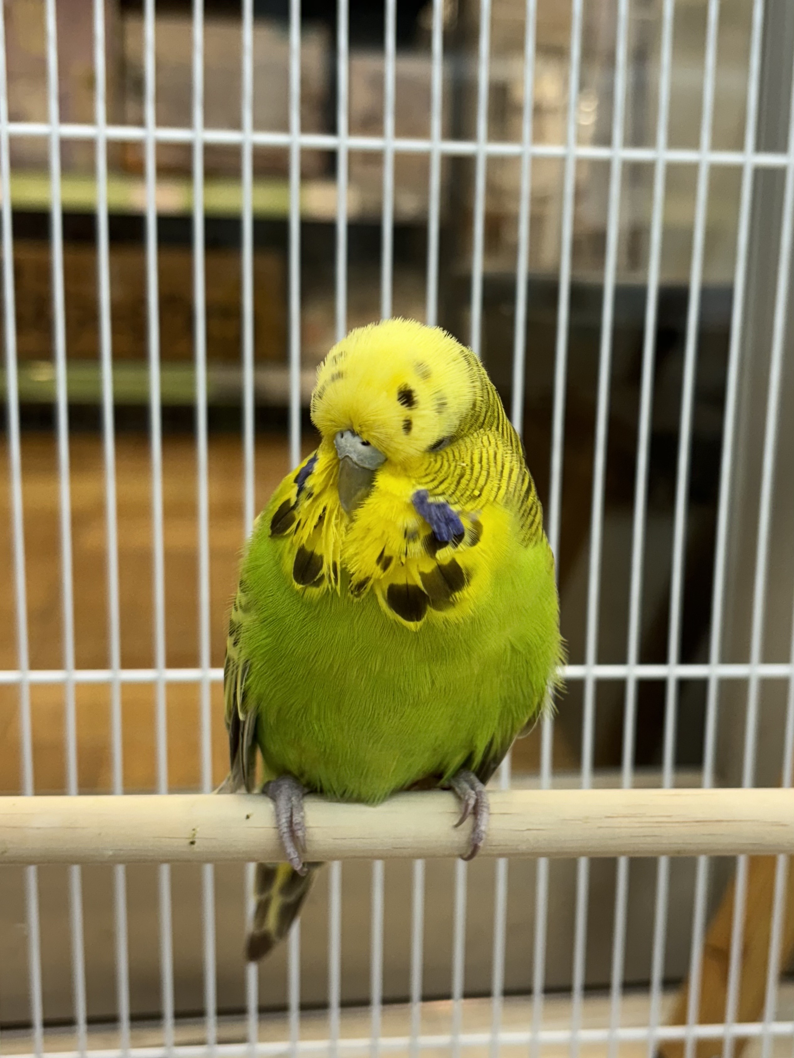 ジャンボセキセイインコ - 秦野店 | ペッツワン
