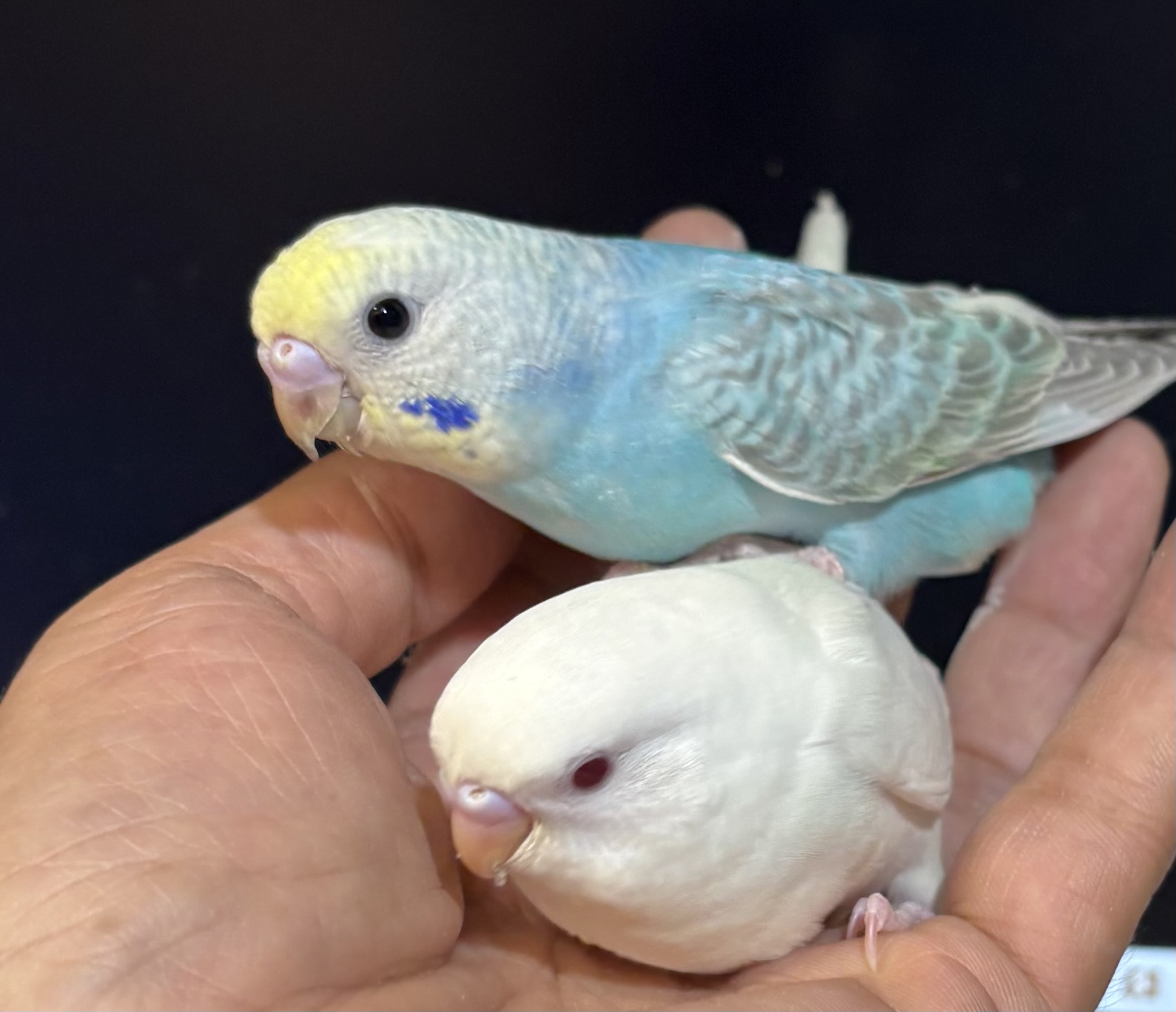 セキセイインコ - 三浦店 | ペッツワン