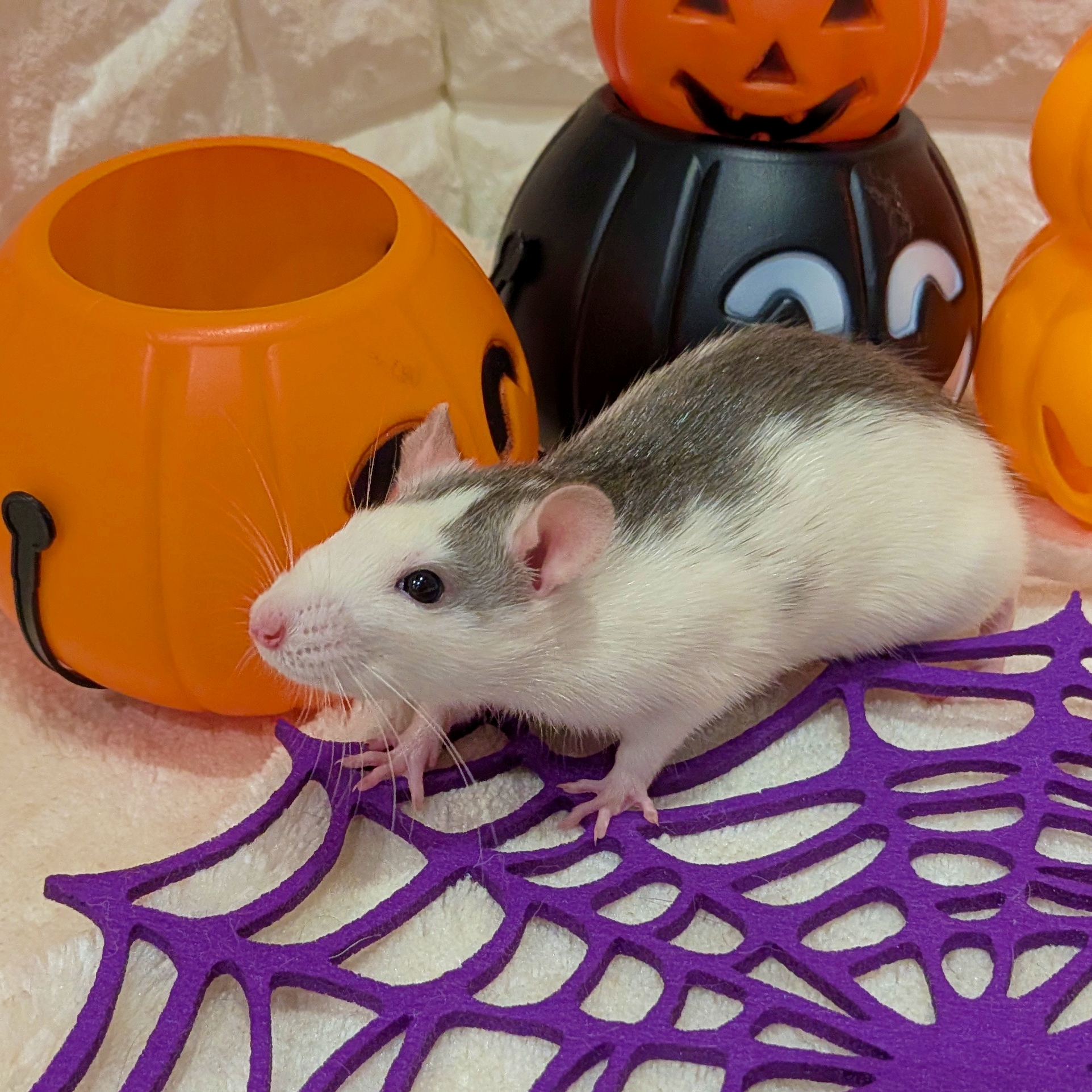 【季節外れの海岸物語さま専用 】PEZ（ペッツ） PEZ ペッツ セサミストリート アーニー