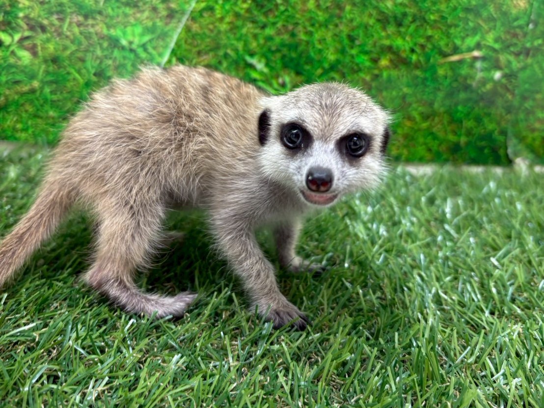 ミーアキャット - 川島インター店 | ペッツワン