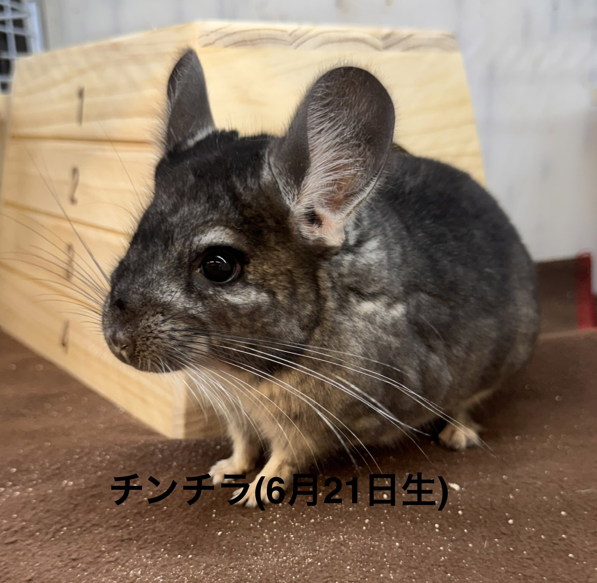 チンチラ - 横須賀久里浜店 | ペッツワン