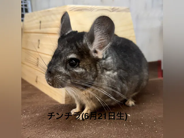 チンチラ - 横須賀久里浜店 | ペッツワン チンチラ - 横須賀久里浜店 | ペッツワン