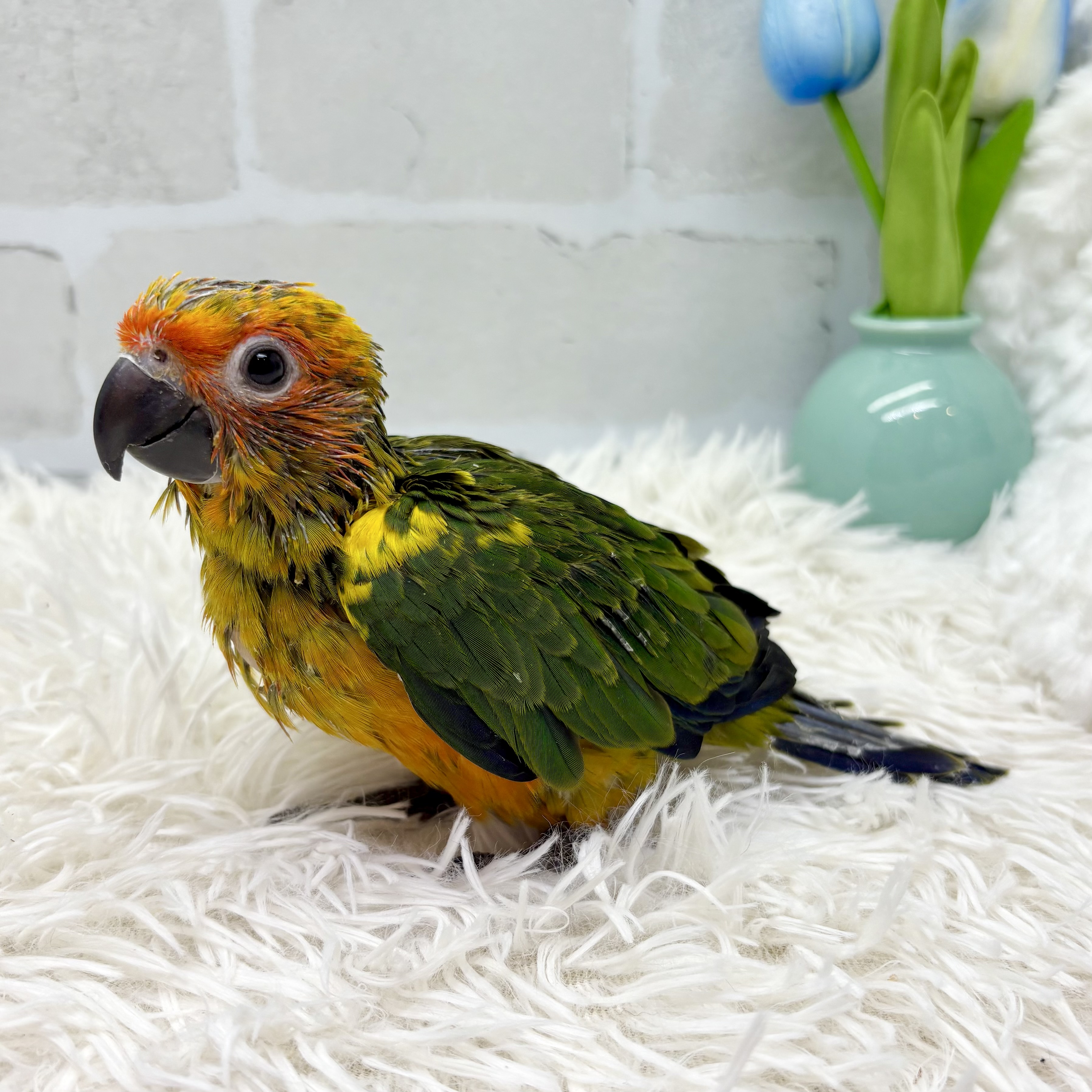 コガネメキシコインコ - 高槻店 | ペッツワン
