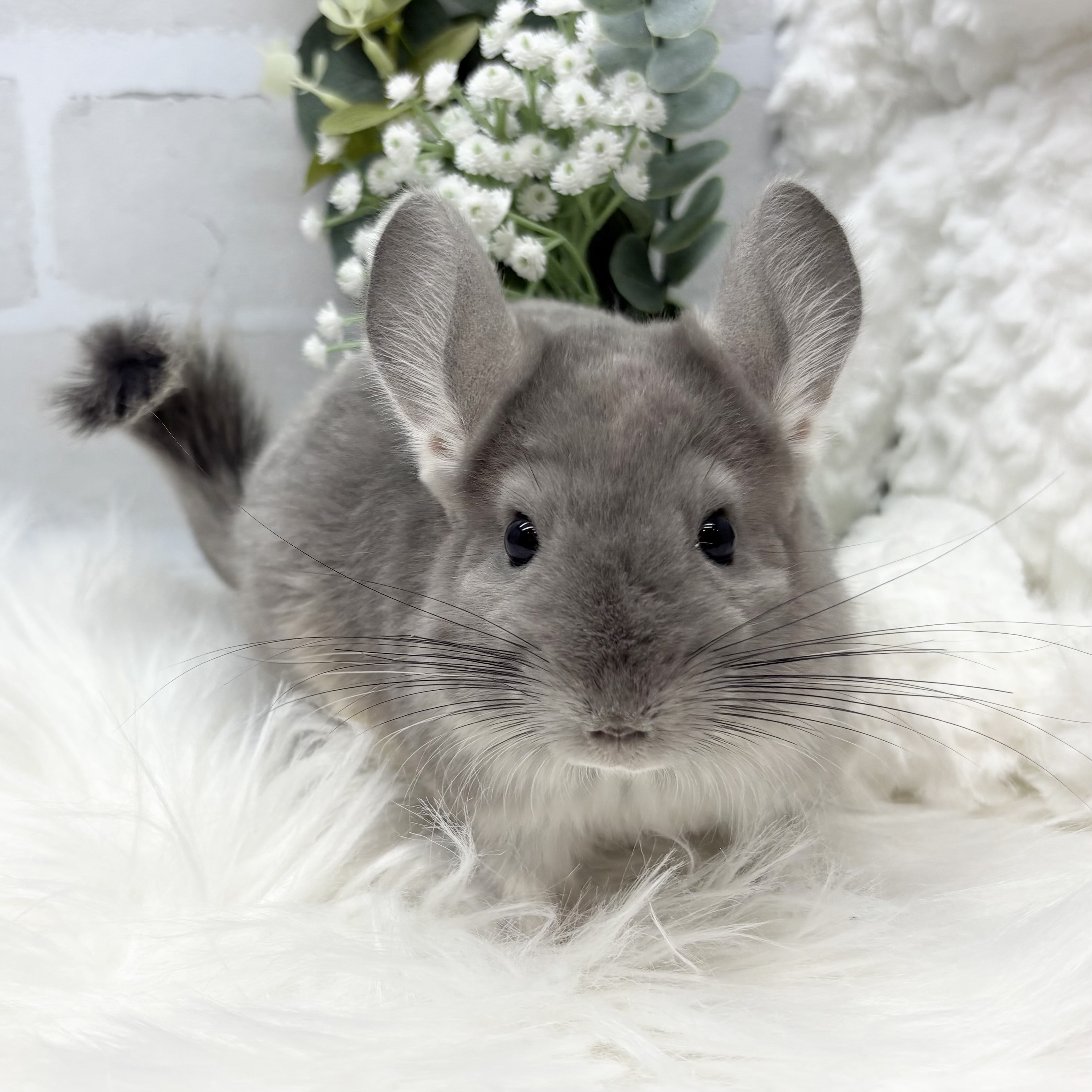 チンチラ - 高槻店 | ペッツワン