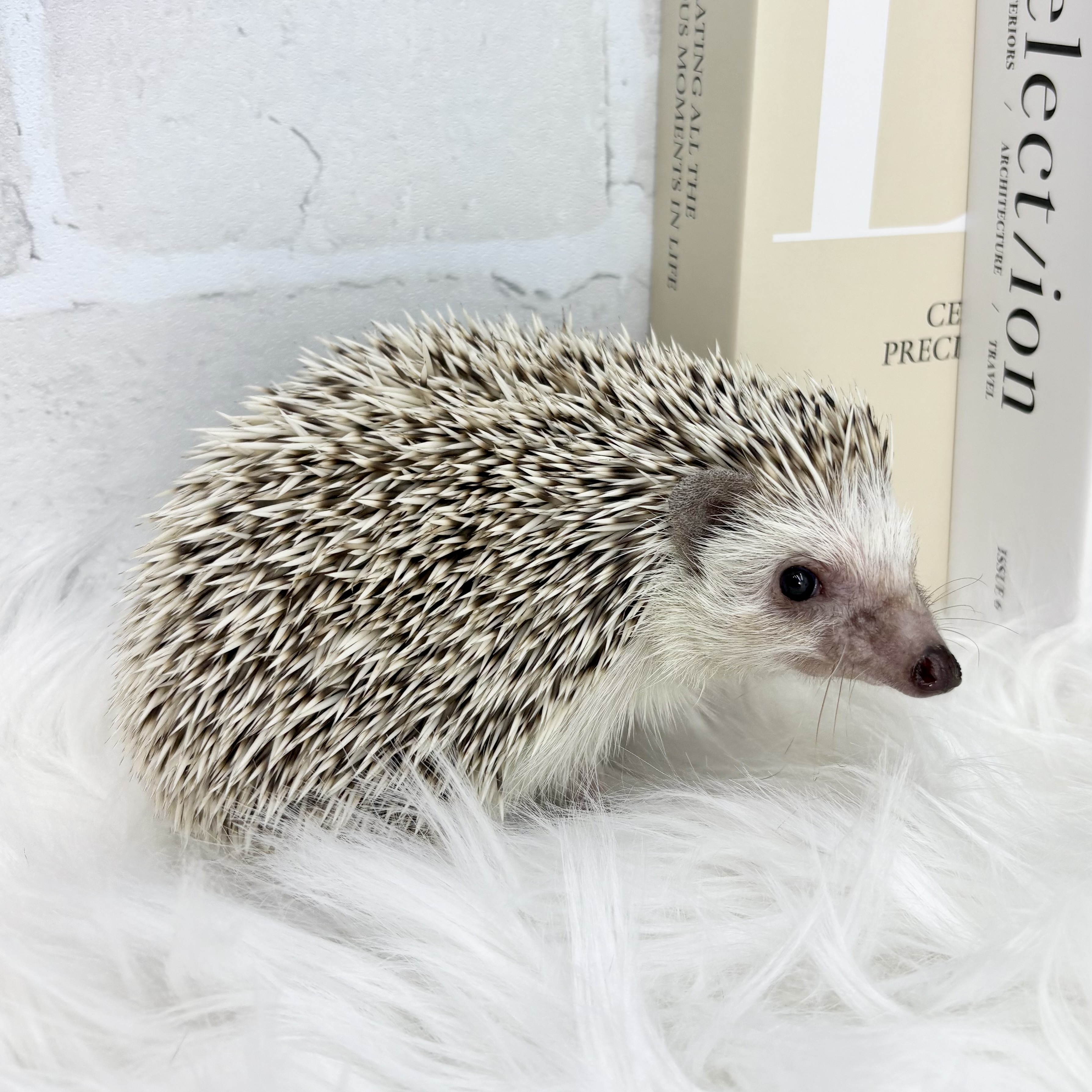 ハリネズミ - 高槻店 | ペッツワン