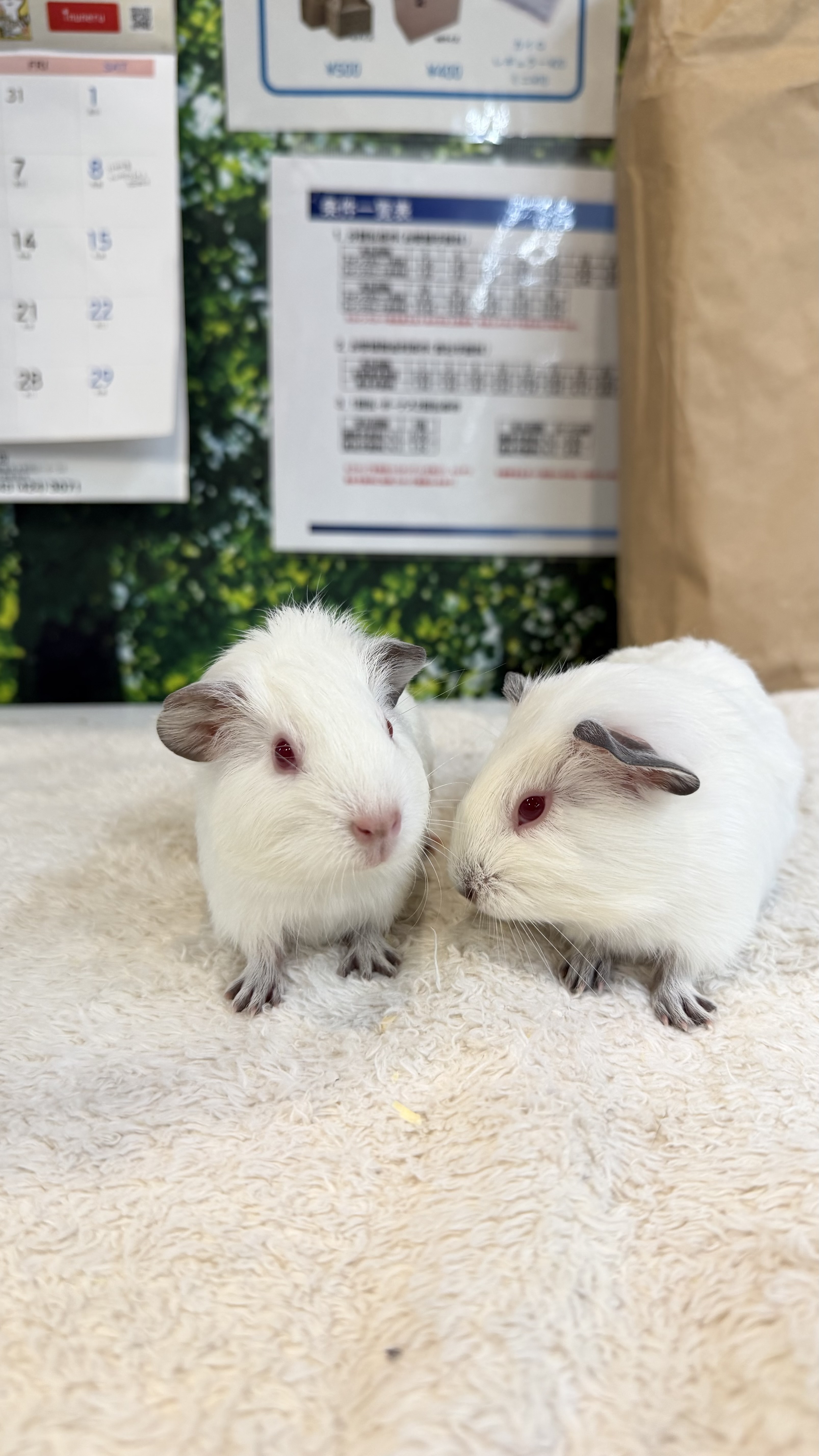 モルモット - 新座店 | ペッツワン