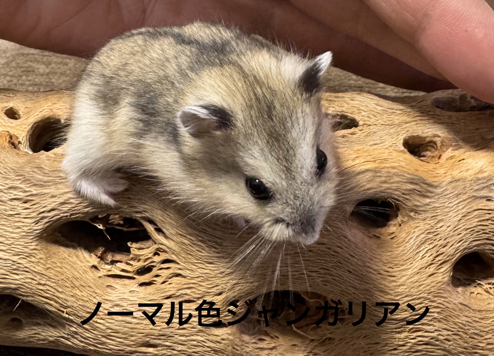 ジャンガリアンハムスター 動画 先日入荷したジャンガリアンハムスターのご紹介！ 吉祥寺店
