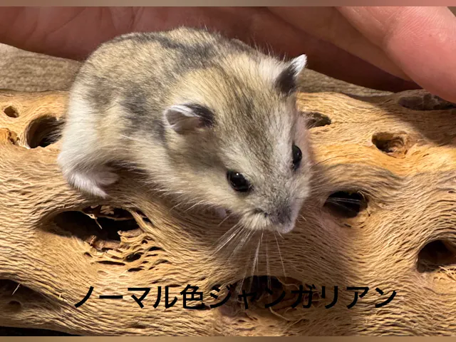 ジャンガリアンハムスター - 三浦店 | ペッツワン ジャンガリアンハムスター - 三浦店 | ペッツワン