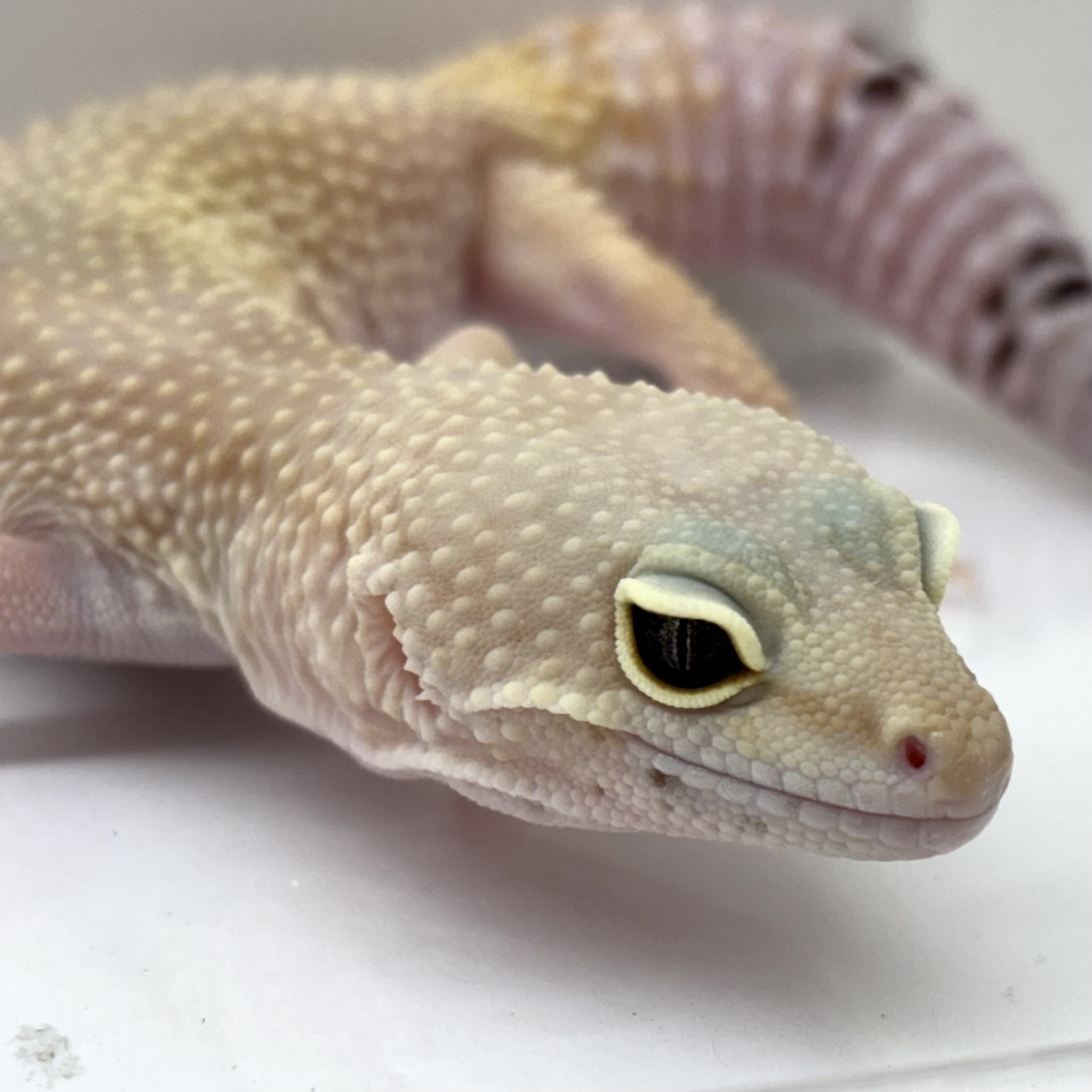 ヒョウモントカゲモドキ - 鶴ヶ島店 | ペッツワン