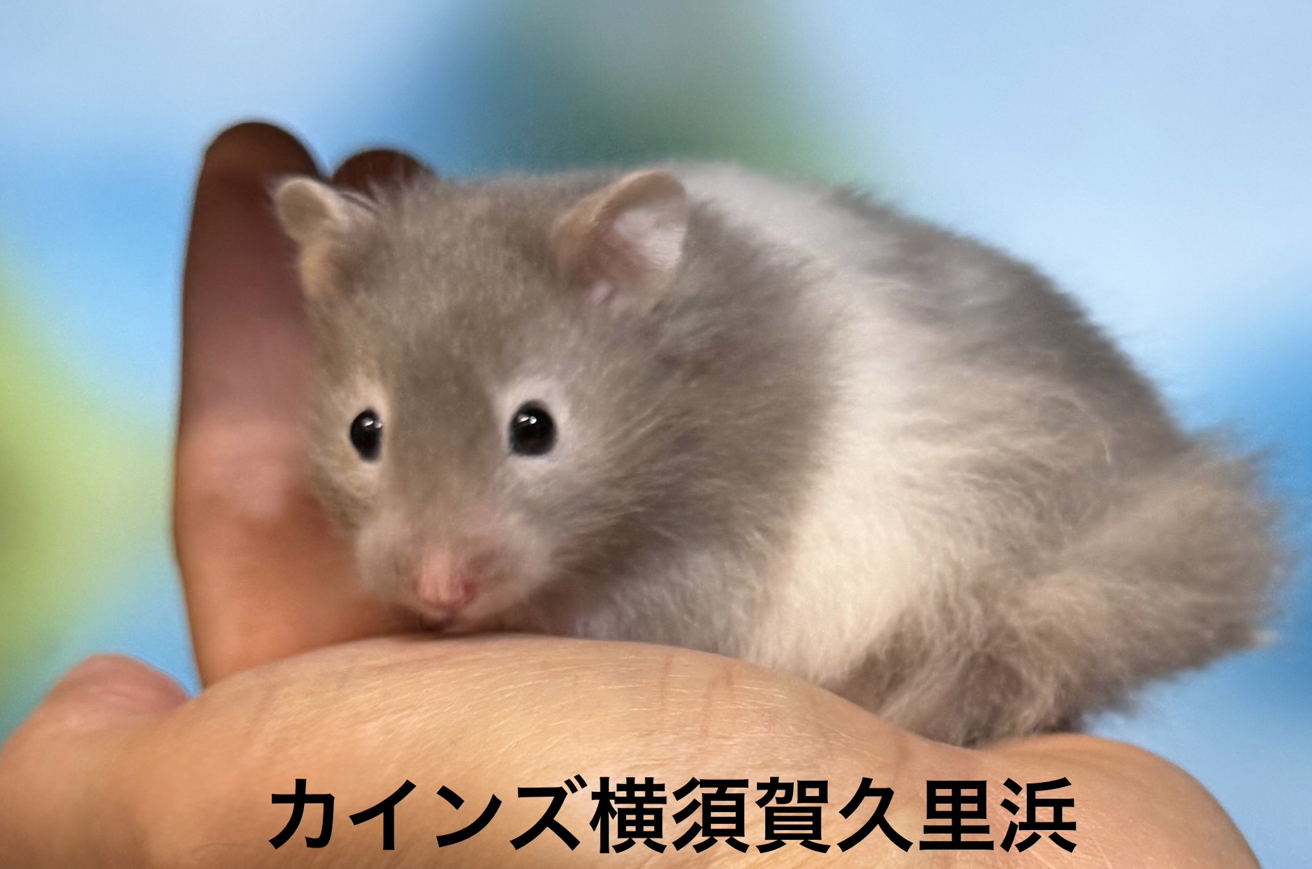 ゴールデンハムスター - 横須賀久里浜店 | ペッツワン