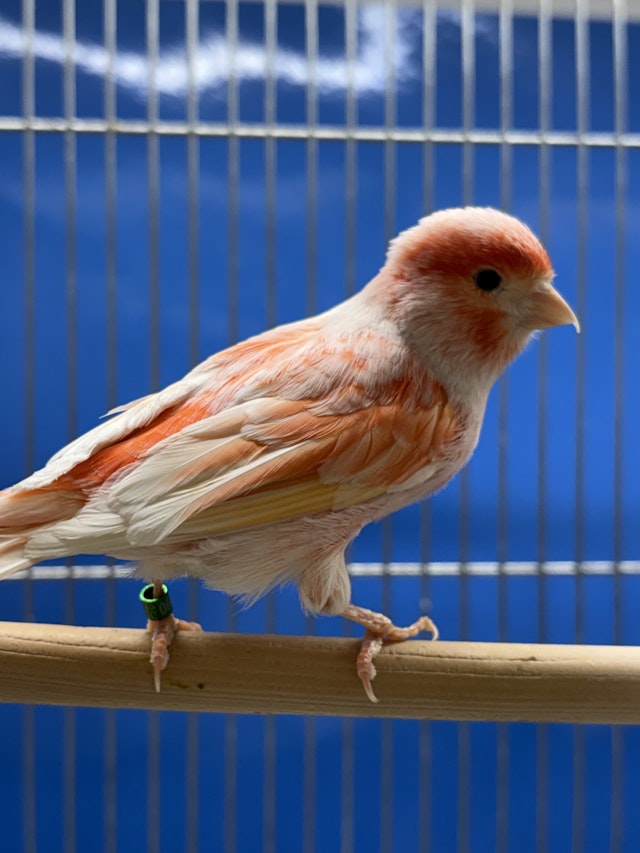 鳥・小動物・観賞魚 - 茂原店 | ペッツワン