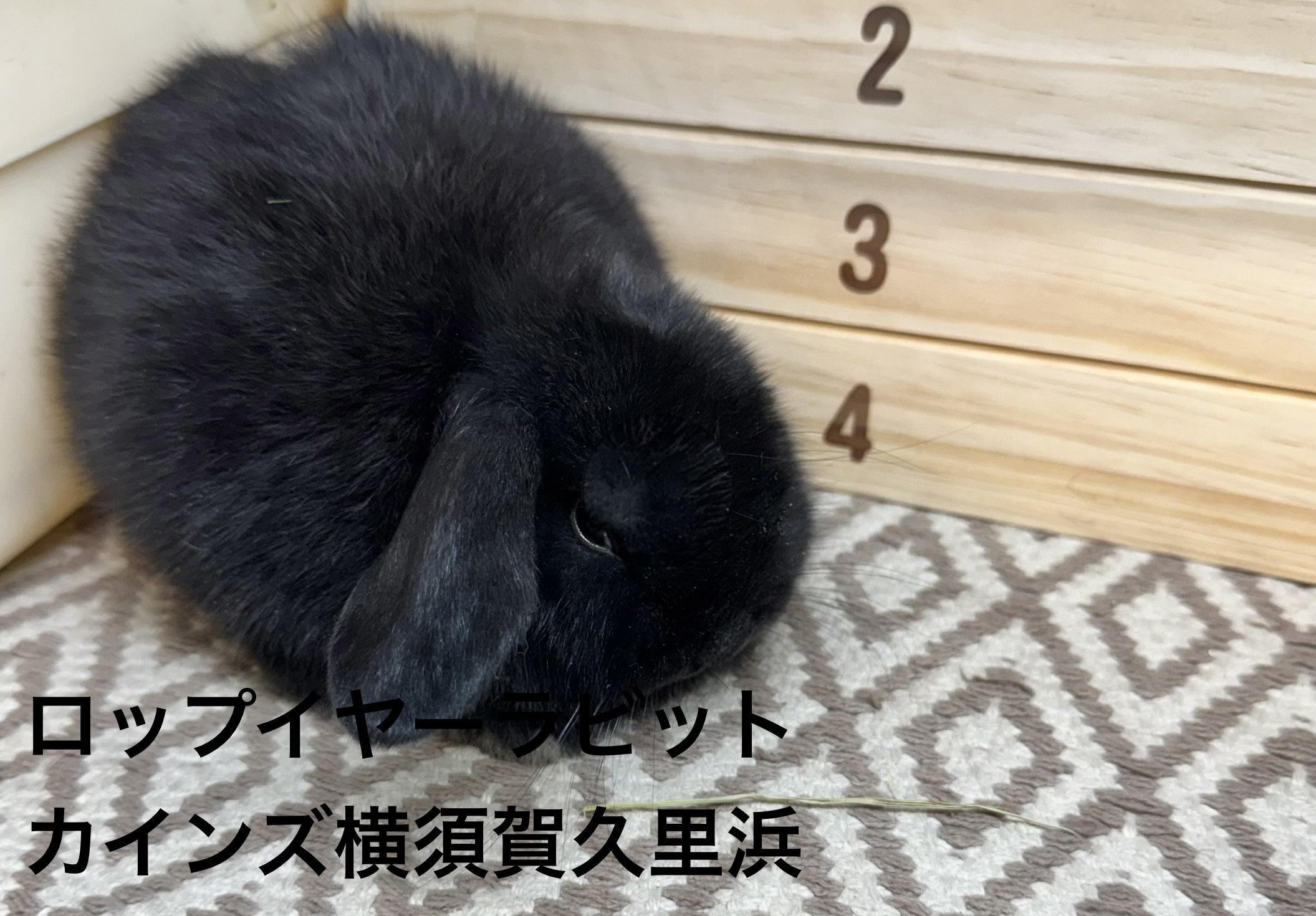 ロップイヤーラビット - 横須賀久里浜店 | ペッツワン