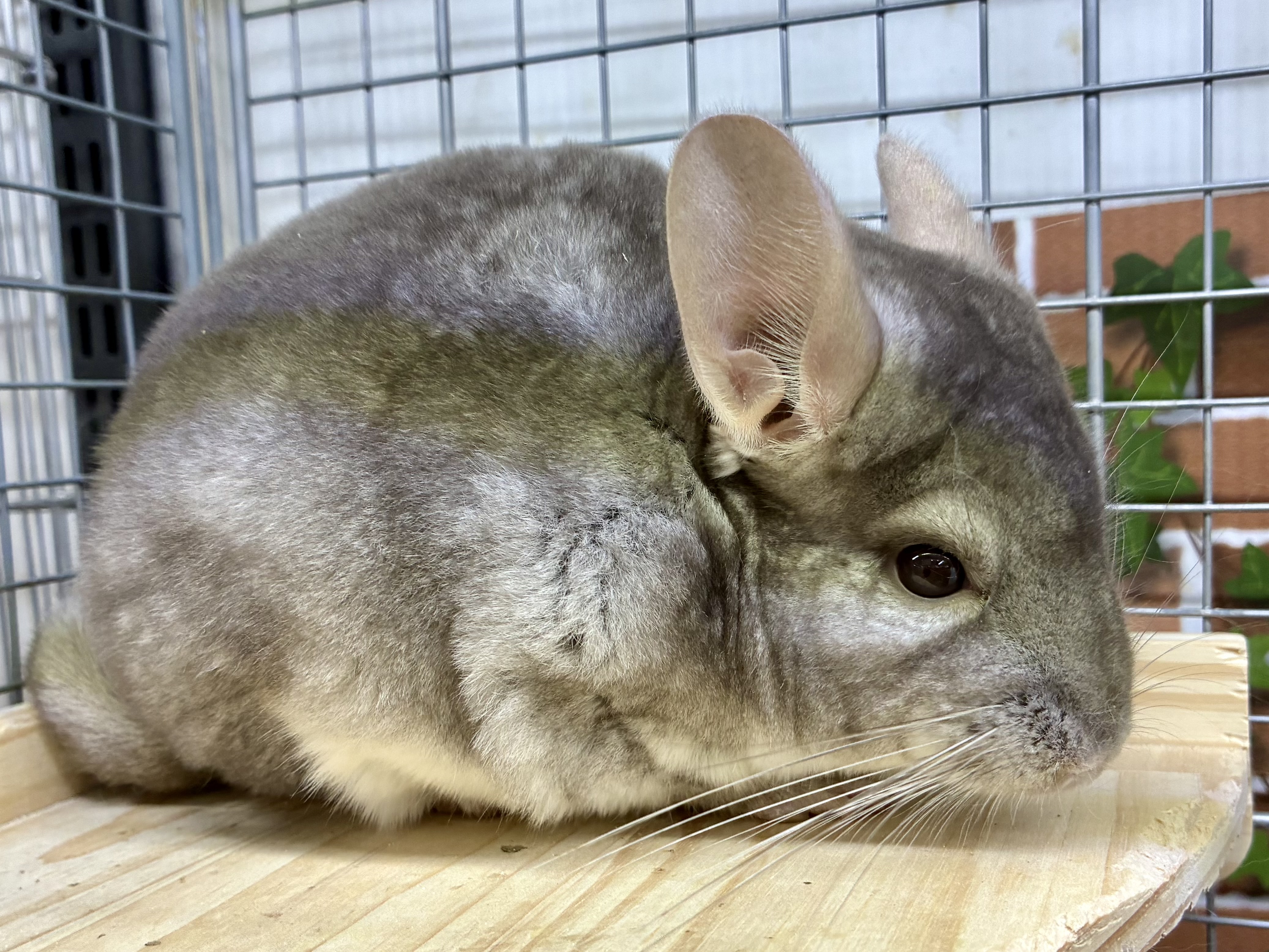 チンチラ - 名古屋大高インター店 | ペッツワン