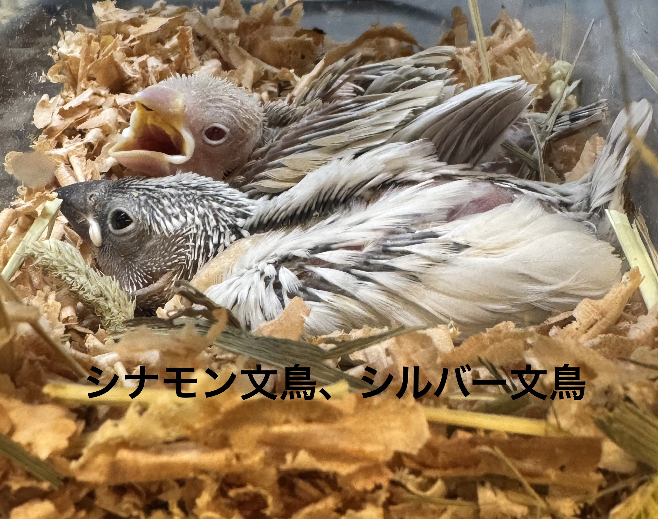文鳥 - 横須賀久里浜店 | ペッツワン