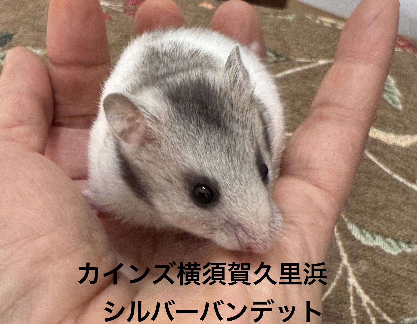 ゴールデンハムスター - 横須賀久里浜店 | ペッツワン